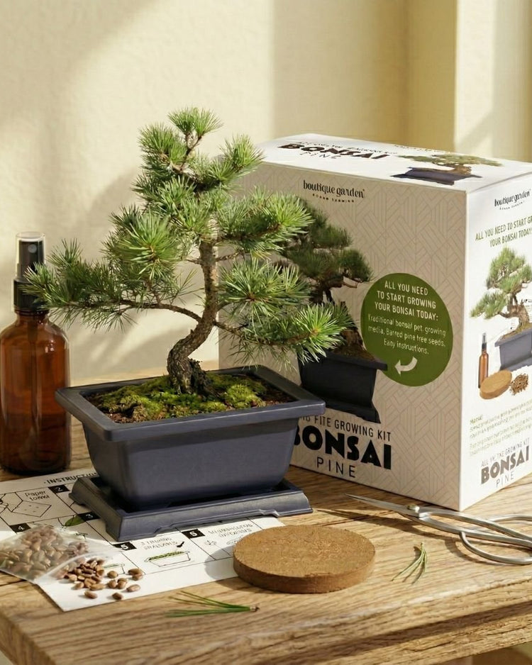 Japanese Pine Bonsai Growing Kit by Boutique Garden - BetterThanFlowers
