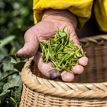 Pre-Qingming Long Jing Tea by MoreTea - BetterThanFlowers