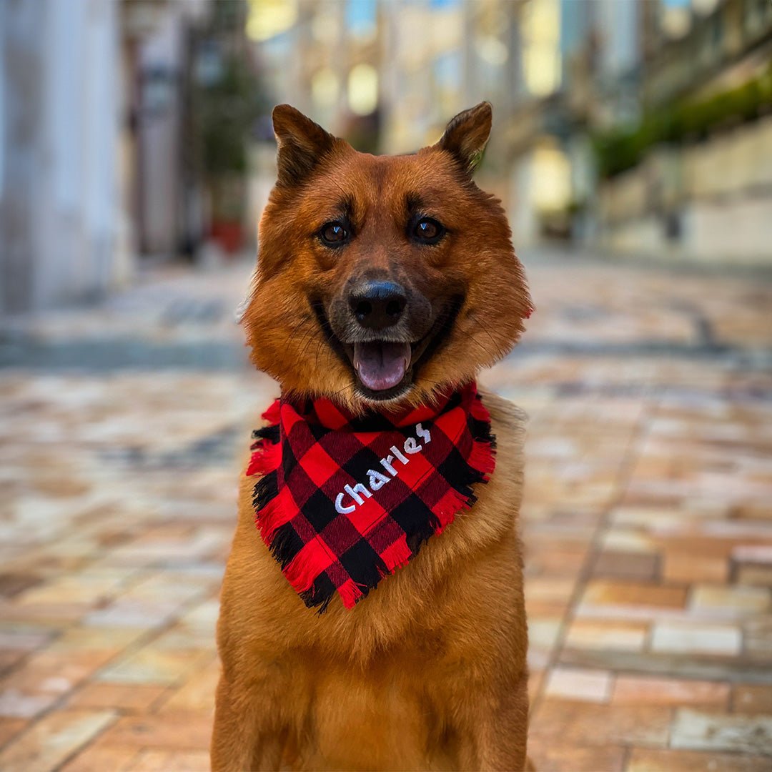 Personalized Plaid Red Black Dog Collar – BetterThanFlowers