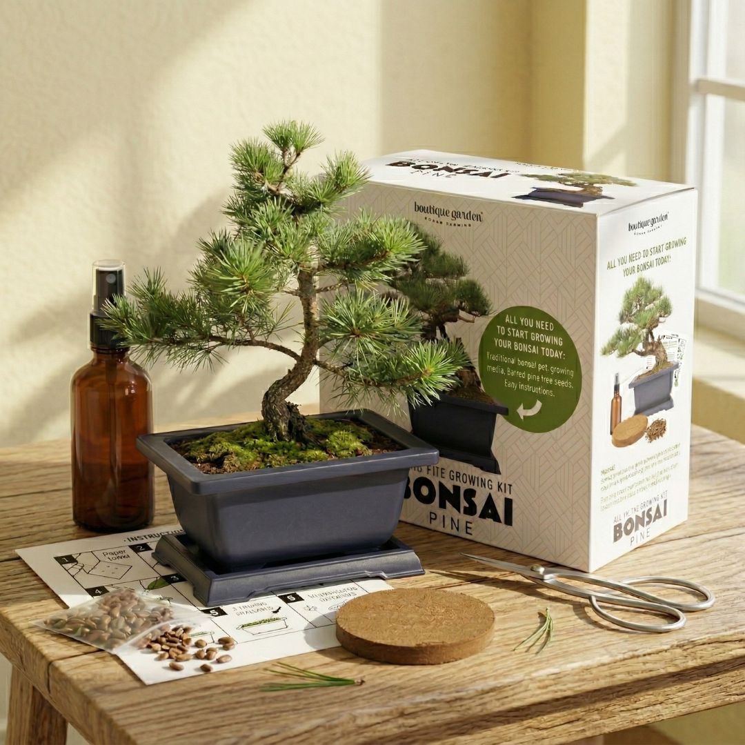 Boutique Garden 日式松樹盆景培育套組