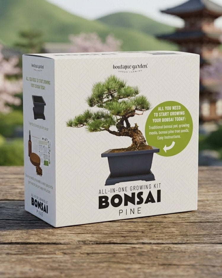 Japanese Pine Bonsai Growing Kit by Boutique Garden - BetterThanFlowers