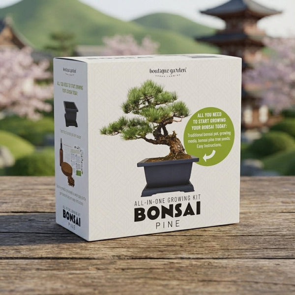 Japanese Pine Bonsai Growing Kit | Delivery HK