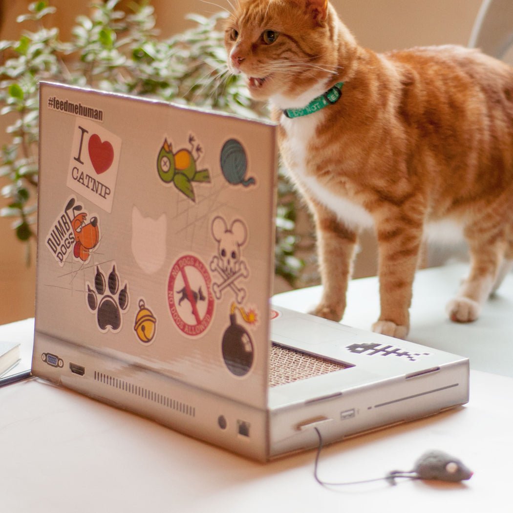 Cat Scratch Laptop - BetterThanFlowers