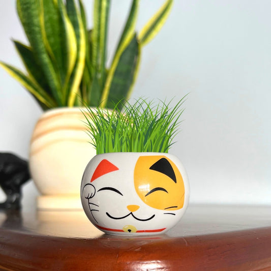 Grow Your Own Lucky Cat by Boutique Garden - BetterThanFlowers