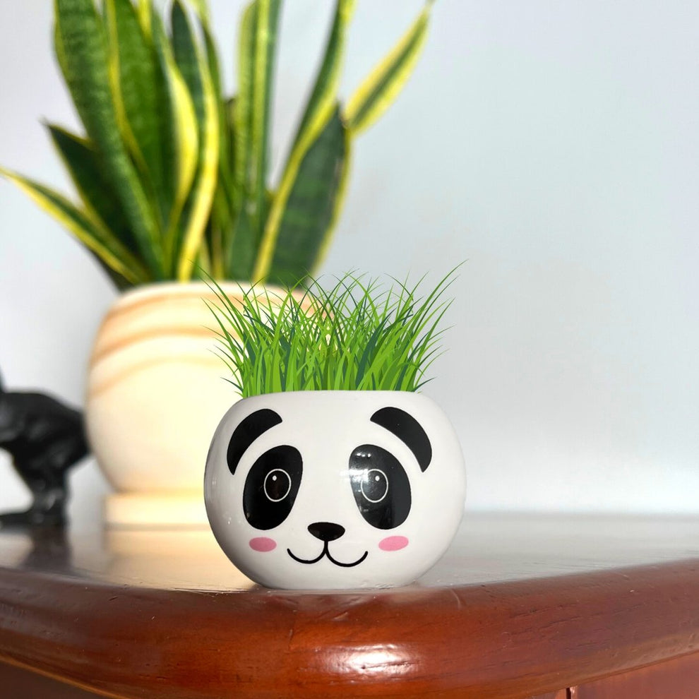 Grow Your Own Panda by Boutique Garden - BetterThanFlowers
