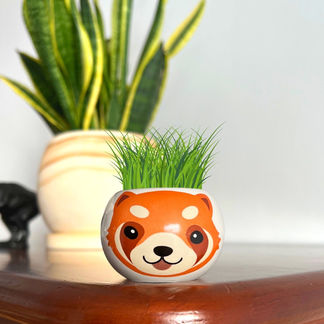 Grow Your Own Red Panda by Boutique Garden - BetterThanFlowers