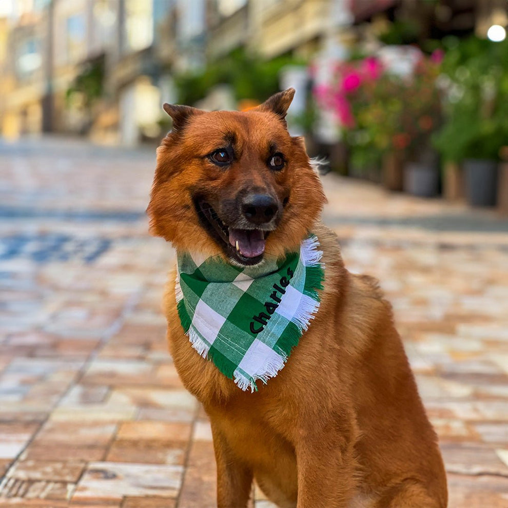 Personalized Plaid Green & White Dog Collar - BetterThanFlowers