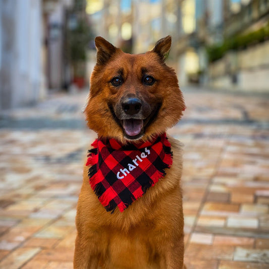 Personalized Plaid Red & Black Dog Collar - BetterThanFlowers