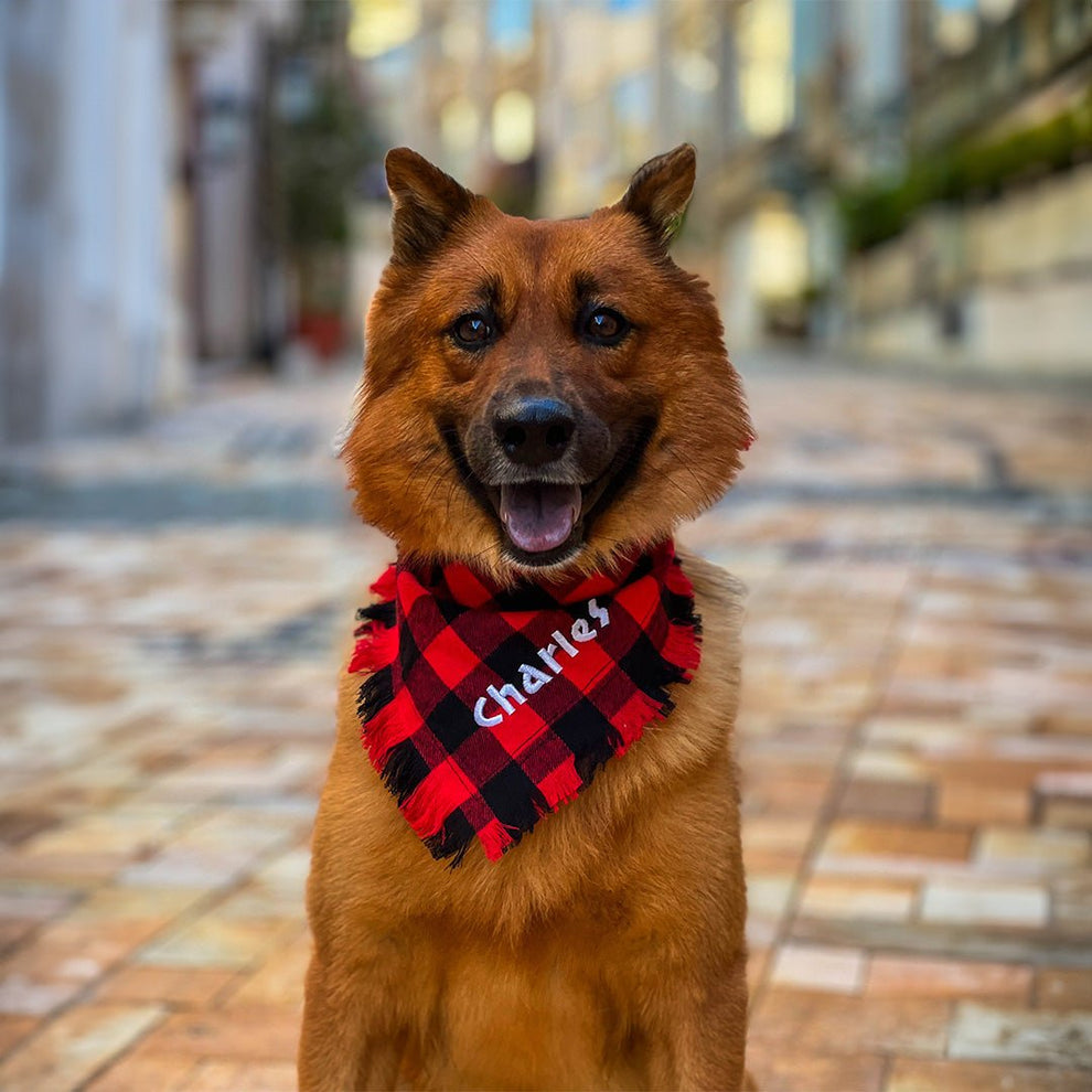 Personalized Plaid Red & Black Dog Collar - BetterThanFlowers