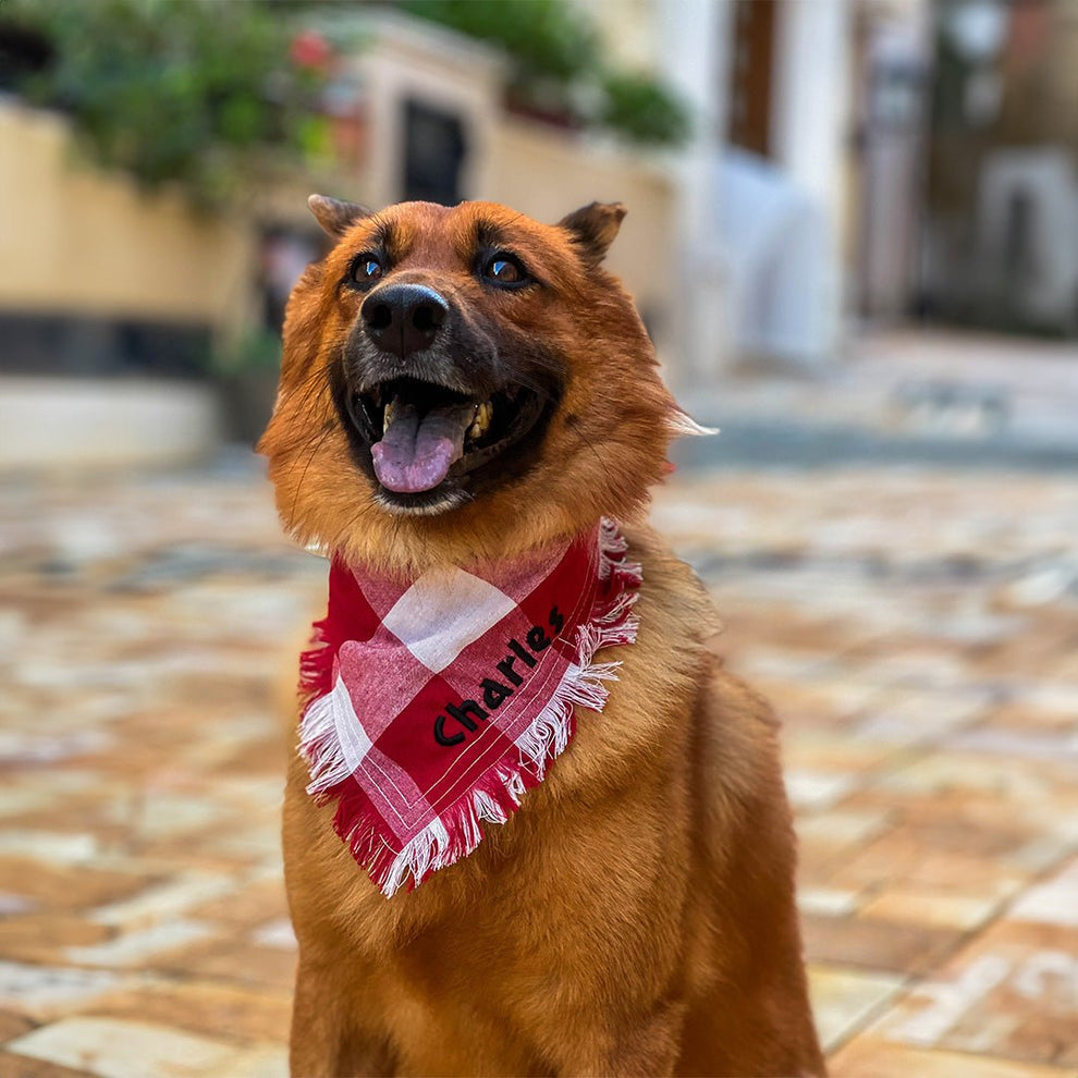Personalized Plaid Red & White Dog Collar - BetterThanFlowers